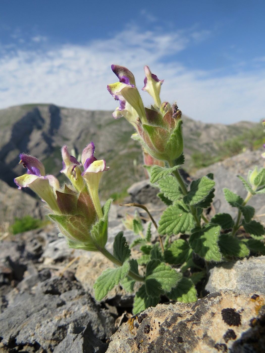 Image of Scutellaria karatavica specimen.