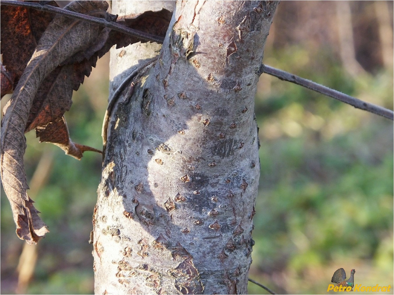 Изображение особи Rhus typhina.