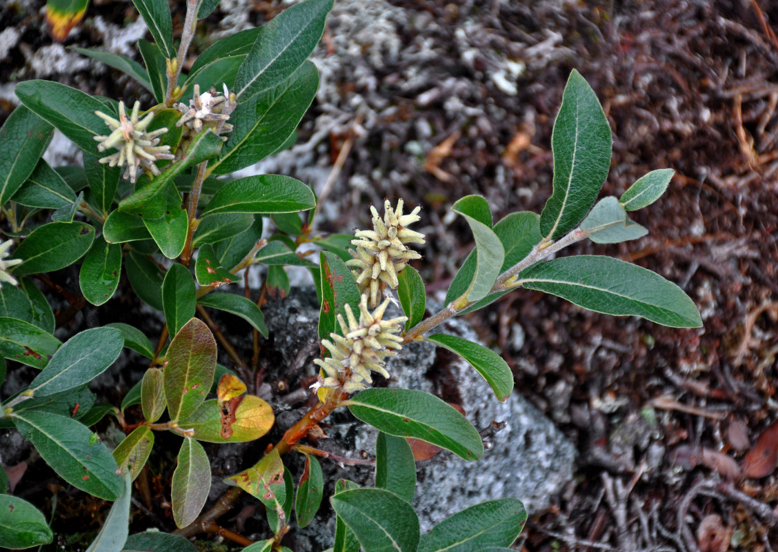 Изображение особи Salix glauca.