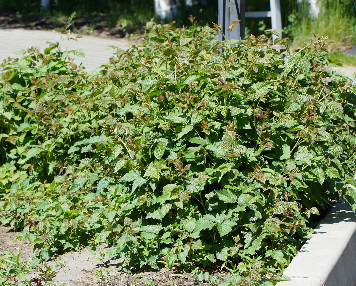 Изображение особи Rubus caesius.