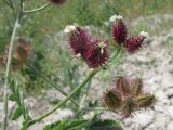 Turgenia latifolia. Завязавшиеся плоды. Крым, известняковые холмы в окр. с. Верхнесадовое. 6 июня 2010 г.