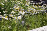 Tripleurospermum subpolare. Верхушки цветущих растений. Мурманская обл., окр. пос. Дальние Зеленцы, устье Зеленецого ручья, луговина в зоне заплеска. 28.07.2018.
