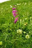 Gladiolus imbricatus