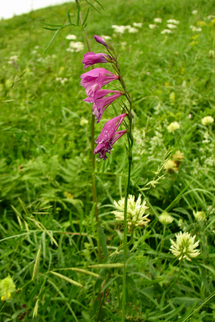 Image of Gladiolus imbricatus specimen.