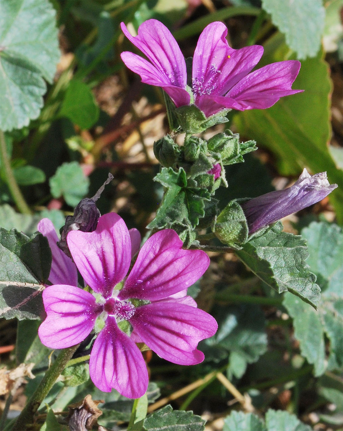 Image of Malva mauritiana specimen.