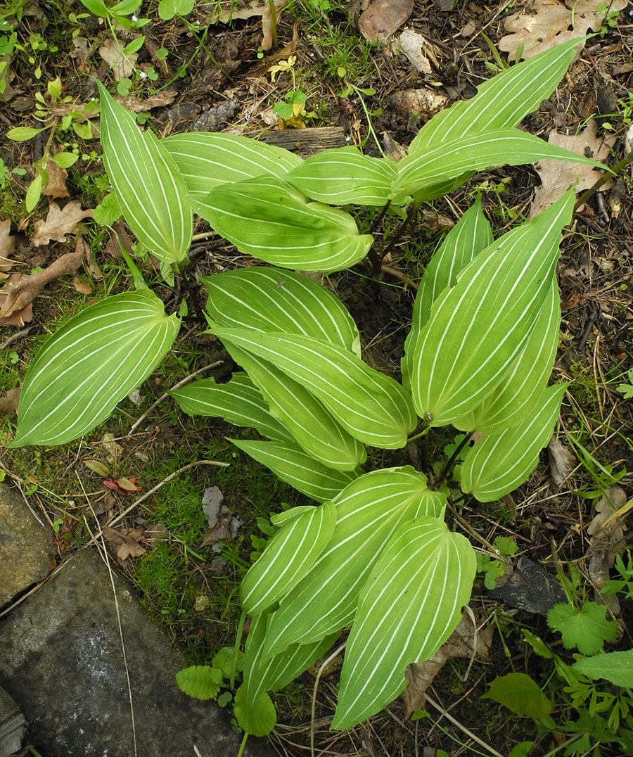 Image of Allium ovalifolium var. leuconeurum specimen.