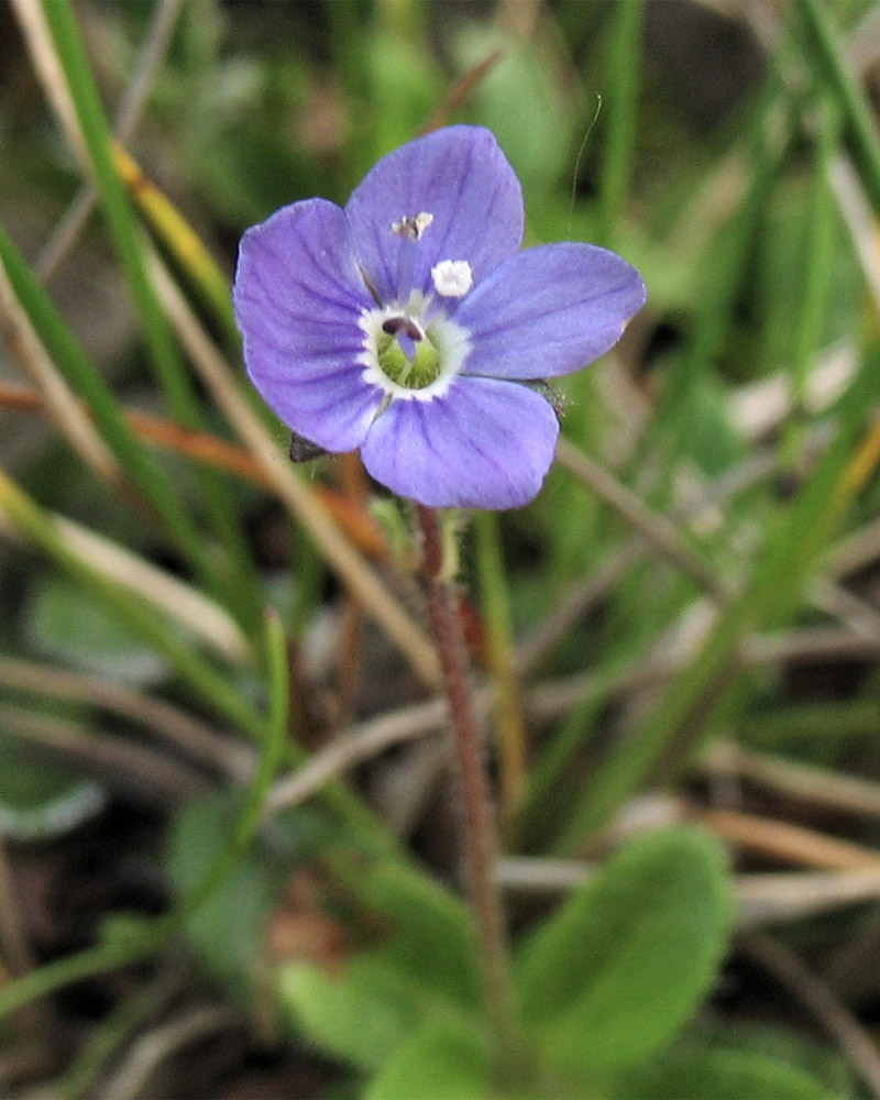 Image of Veronica aphylla specimen.