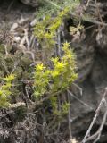 Sedum urvillei