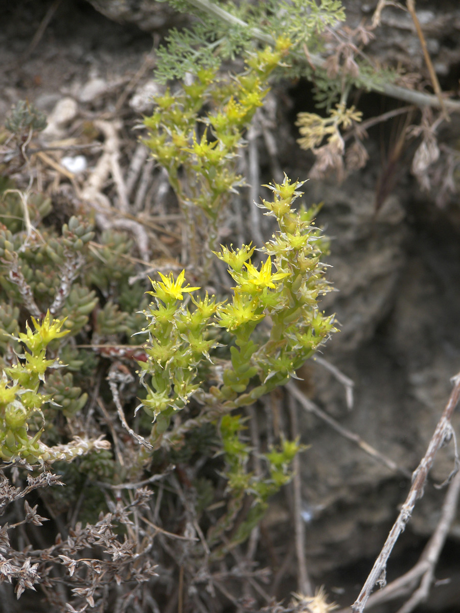 Image of Sedum urvillei specimen.