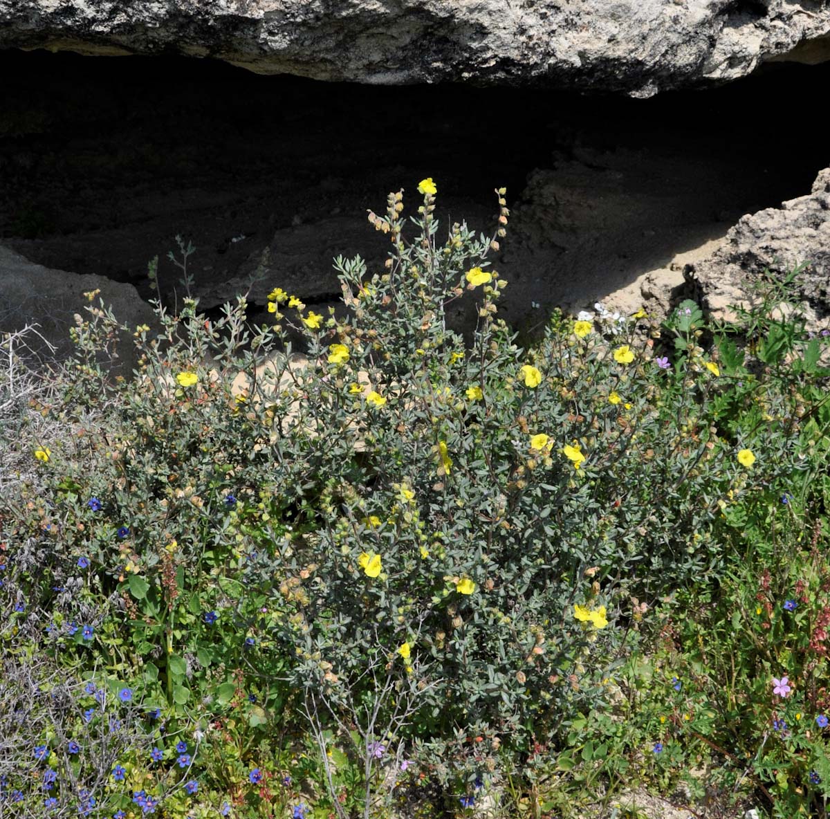 Image of genus Helianthemum specimen.