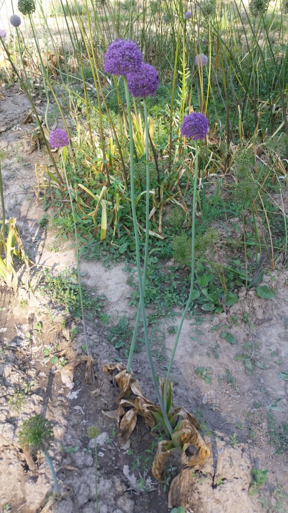 Image of Allium macleanii specimen.