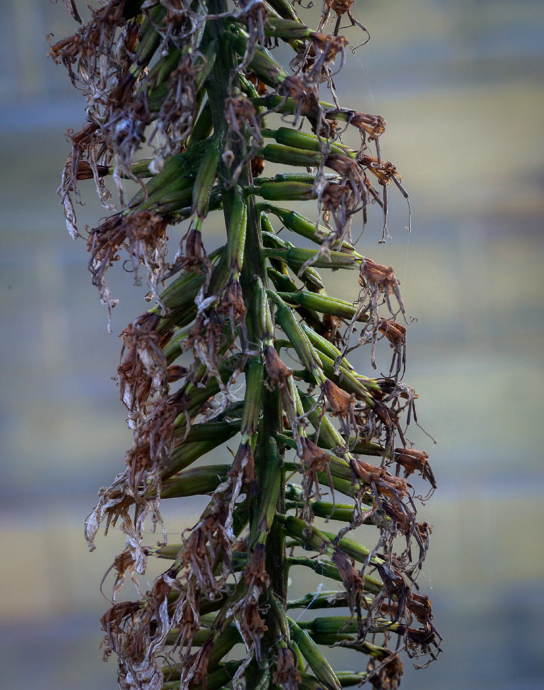 Image of Ligularia przewalskii specimen.