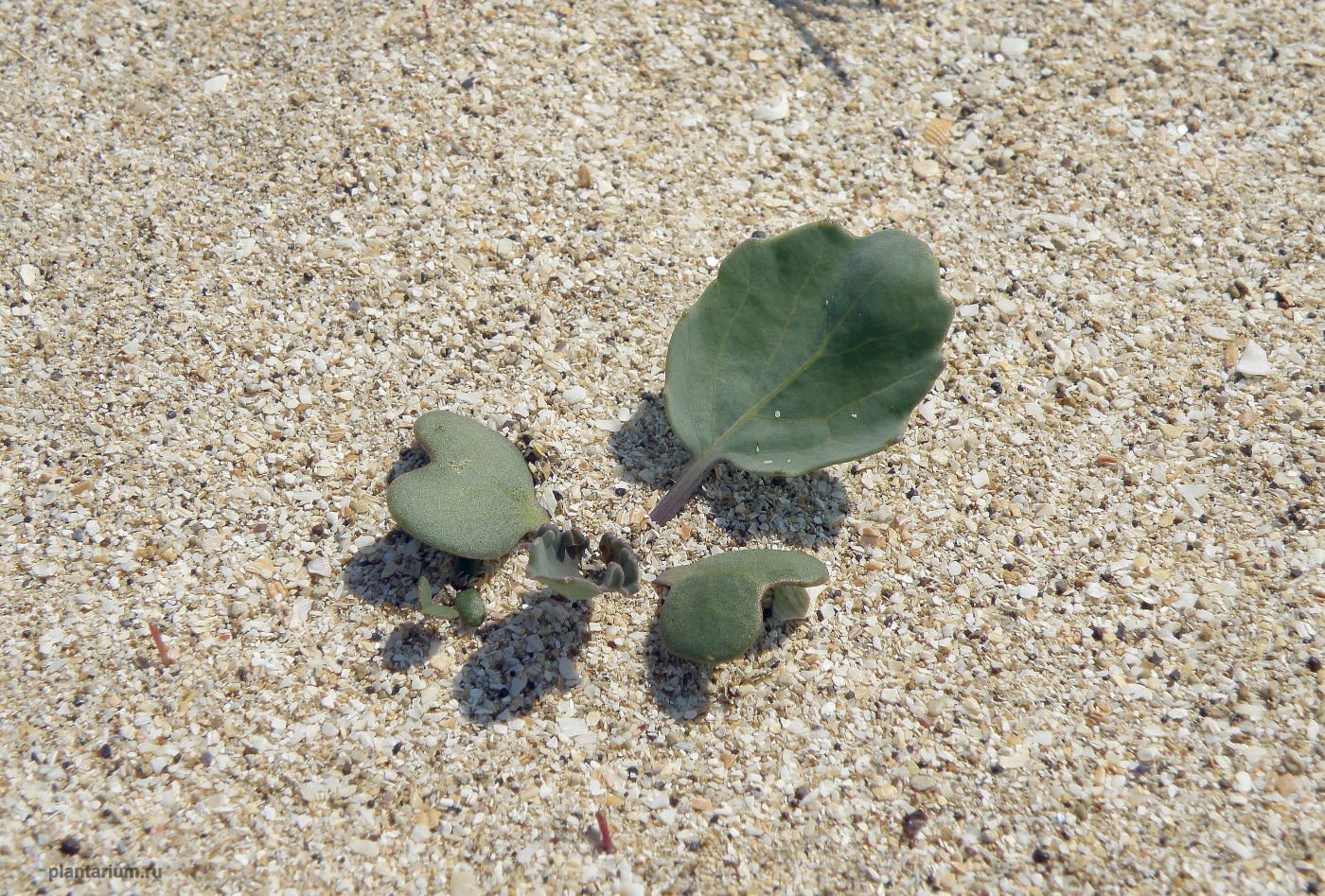 Изображение особи Crambe maritima.