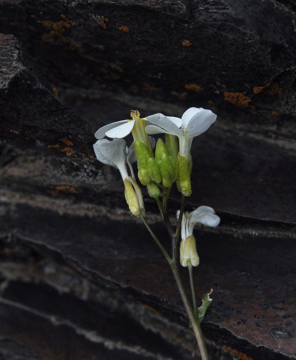 Изображение особи Arabis caucasica.