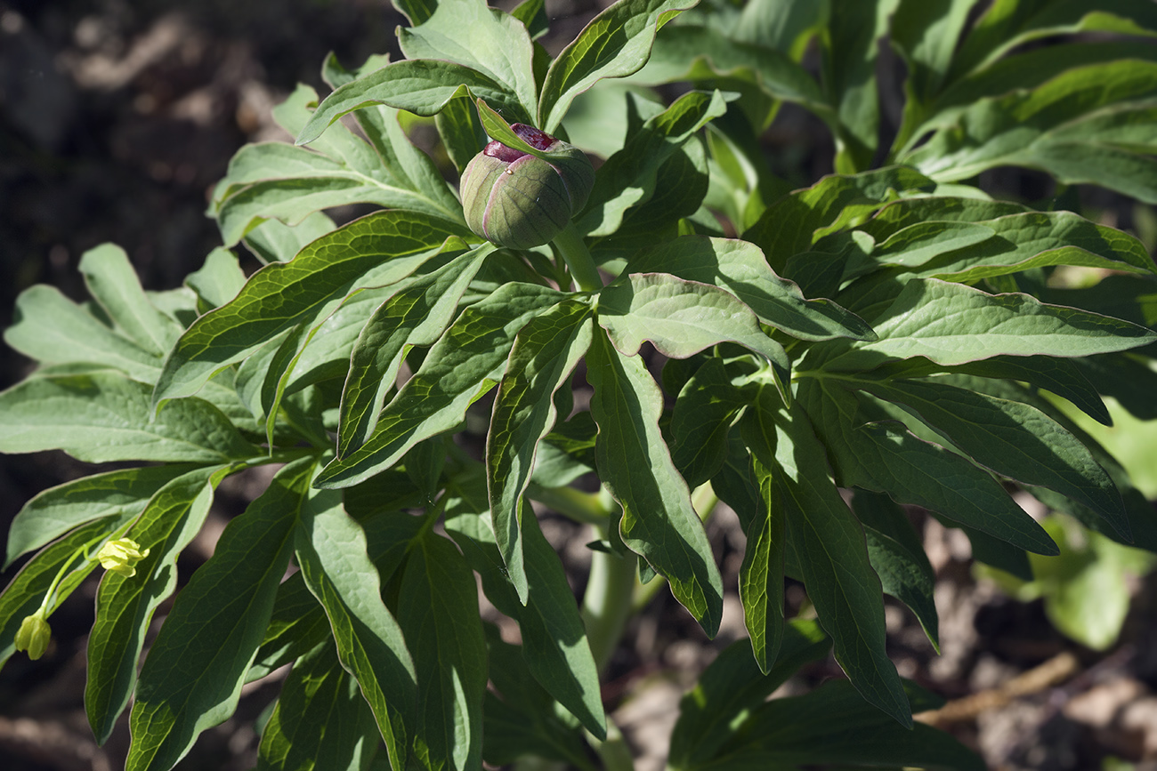 Image of Paeonia anomala specimen.