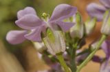 Dontostemon dentatus. Цветок (вид сбоку). Приморье, о. Шкота, \"розовая\" бухта, каменистая осыпь под скалой. 26.05.2019.