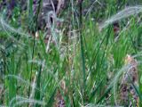 Stipa pennata. Фрагменты плодоносящих побегов. Ульяновск, Заволжский р-н, у оврага в дубовой роще вблизи биатлонного стадиона. 06.06.2019.