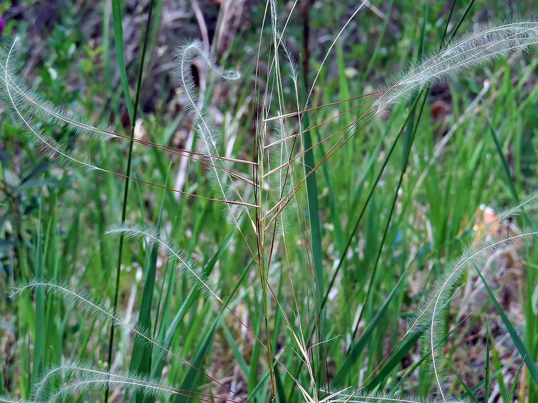 Изображение особи Stipa pennata.