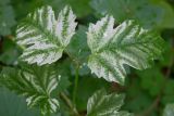 Viburnum opulus