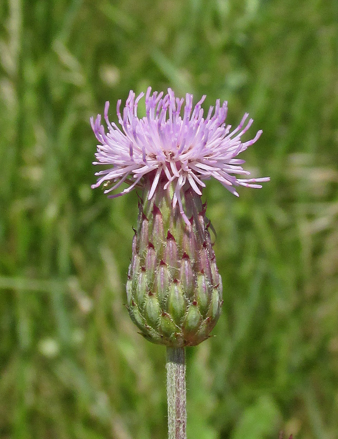 Изображение особи Cirsium incanum.