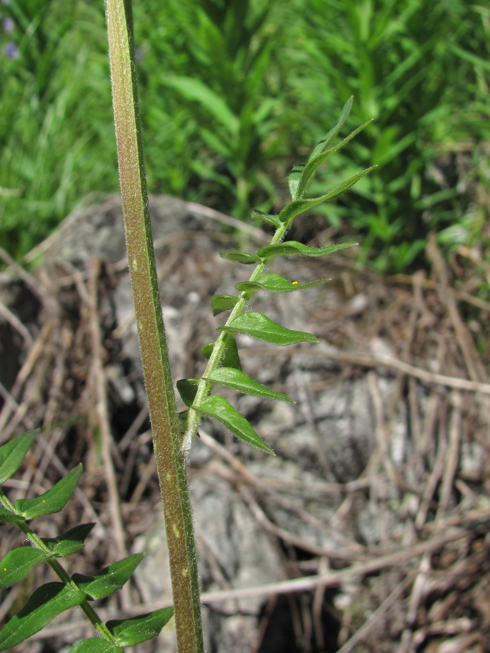 Image of Polemonium caucasicum specimen.