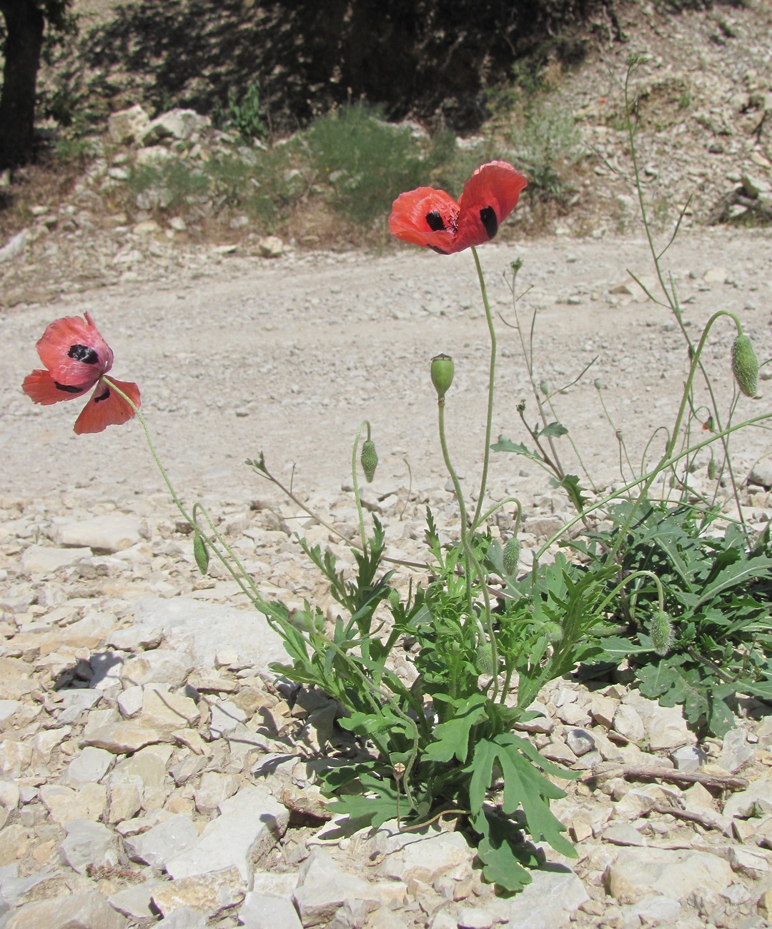 Изображение особи Papaver litwinowii.