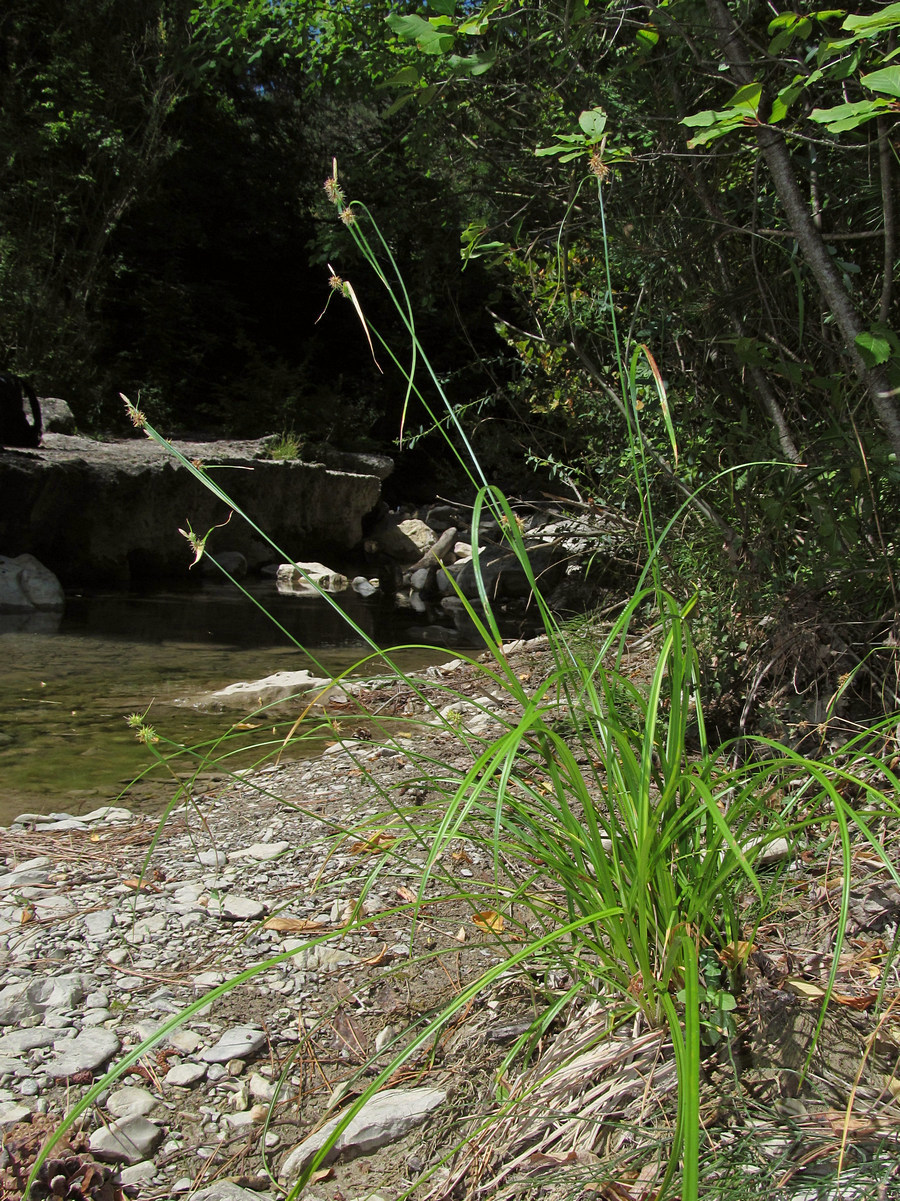 Image of Carex flava specimen.