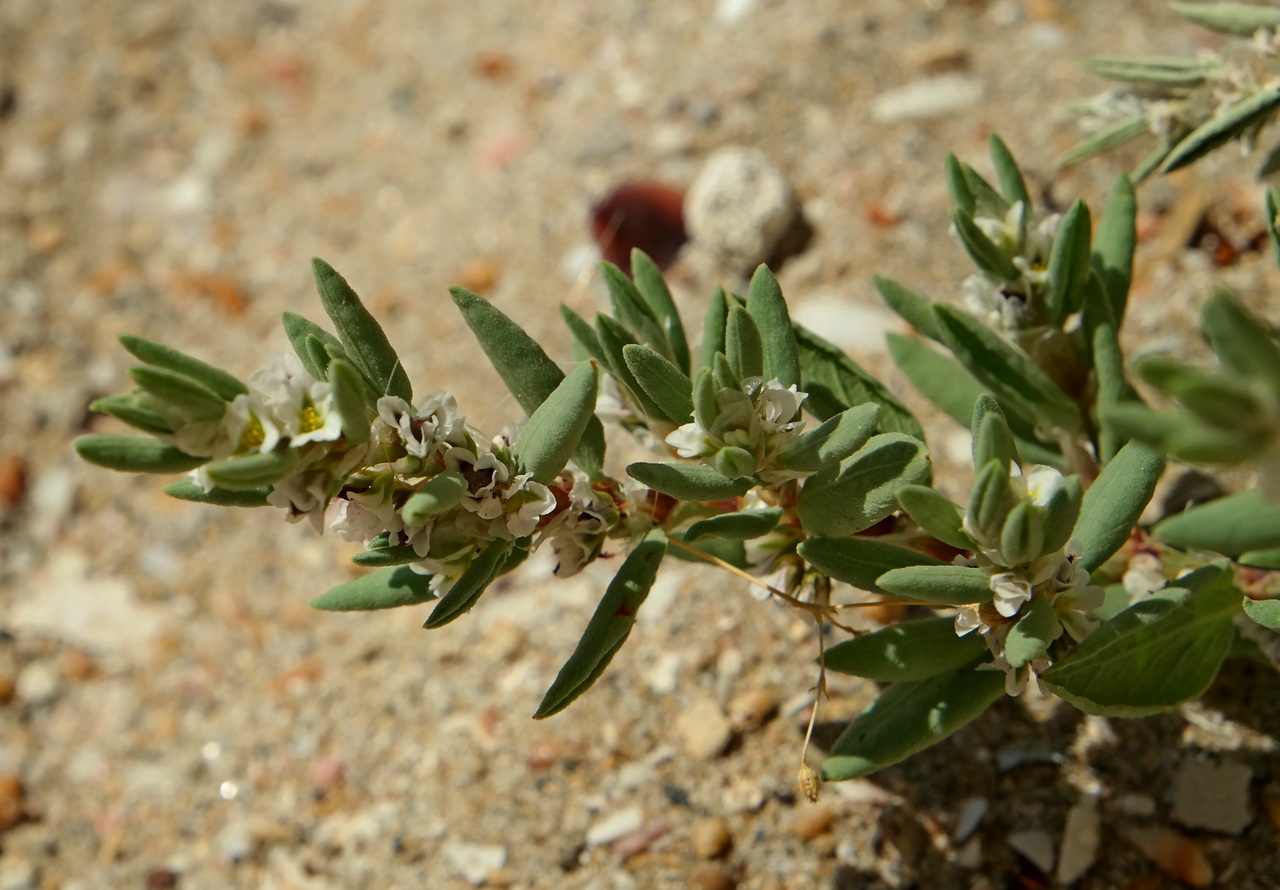 Изображение особи Polygonum maritimum.