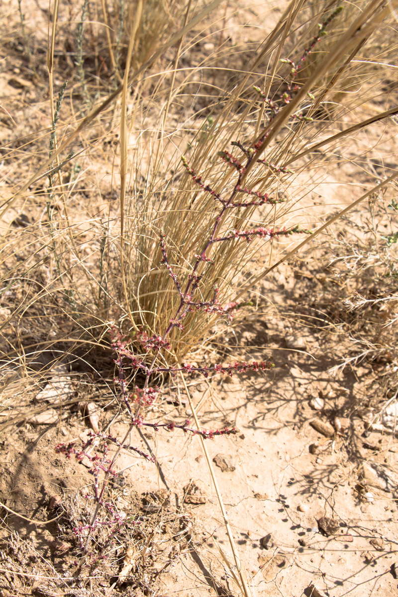 Image of Girgensohnia oppositiflora specimen.