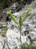 Silene adenopetala. Соцветия. Казахстан, Туркестанская обл., Толебийский р-н, территория Сайрам-Угамского национального парка; Угамский хребет, выс. ок. 1850 м н.у.м., дол. р. Сайрам-су, скалы. 02.07.2019.