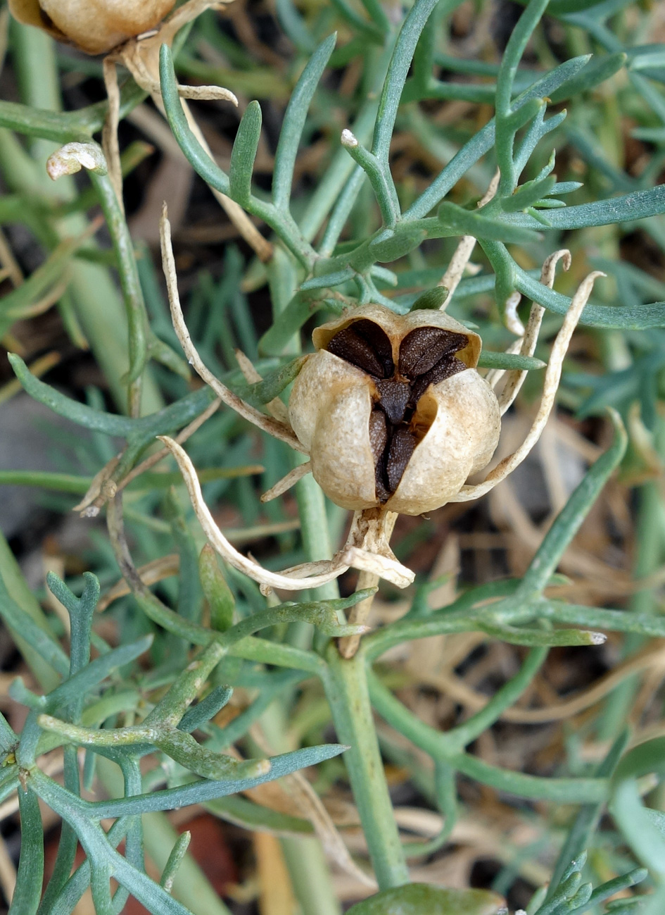 Image of Peganum harmala specimen.