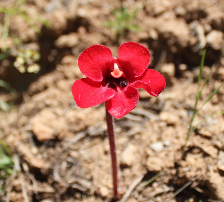 Изображение особи Phelypaea tournefortii.