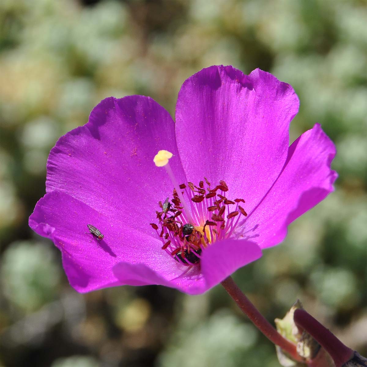 Image of Cistanthe grandiflora specimen.