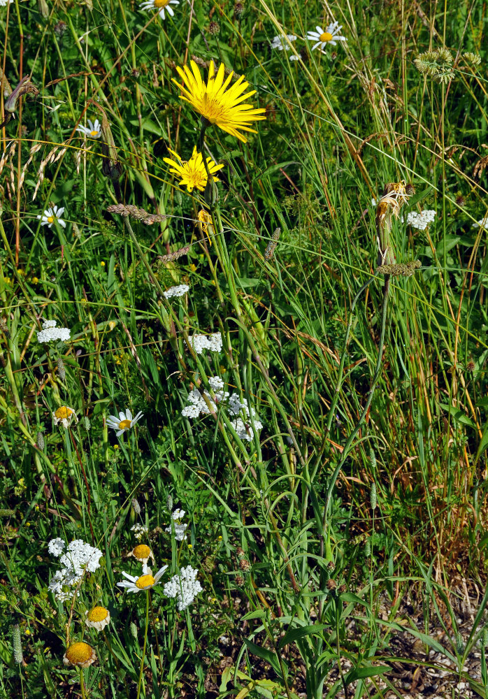 Изображение особи род Tragopogon.