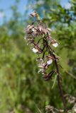 Epipactis palustris. Верхушка побега с соцветием. Ленинградская обл., Гатчинский р-н, окр. дер. Авколево, карьер \"Елизаветино\", зарастающий кустарниками луг на месте выработки известняка. 29.06.2019.