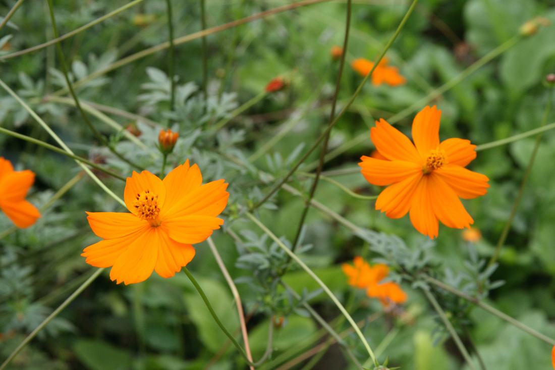 Изображение особи Cosmos sulphureus.