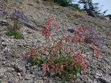 Aconogonon ocreatum var. laxmannii