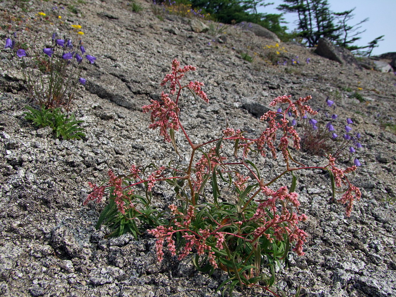 Изображение особи Aconogonon ocreatum var. laxmannii.