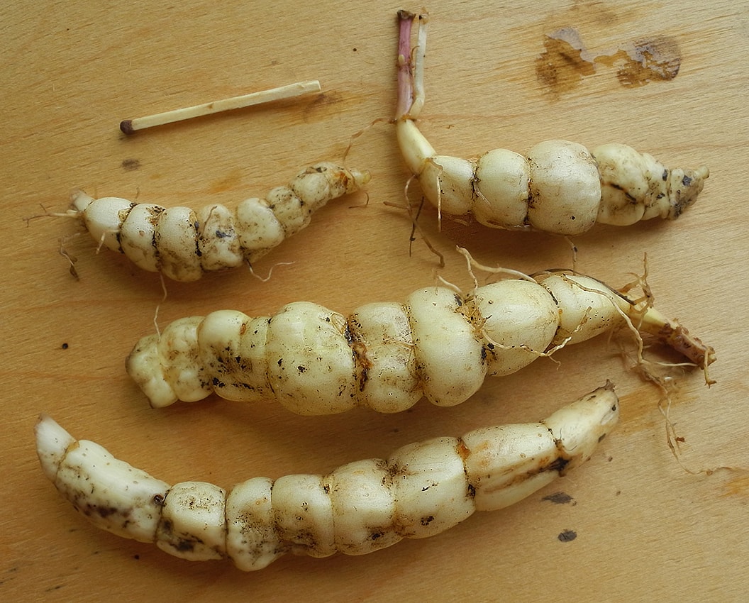 Image of Stachys palustris specimen.