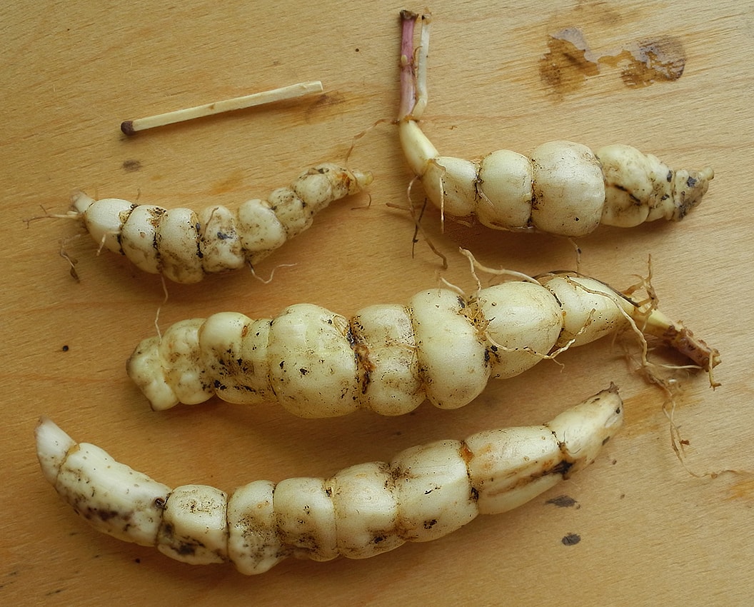 Изображение особи Stachys palustris.