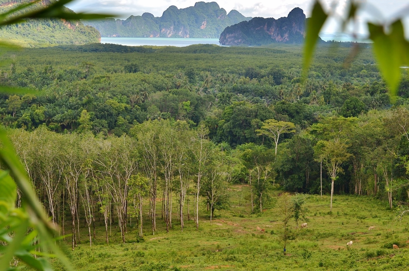 Изображение особи Hevea brasiliensis.