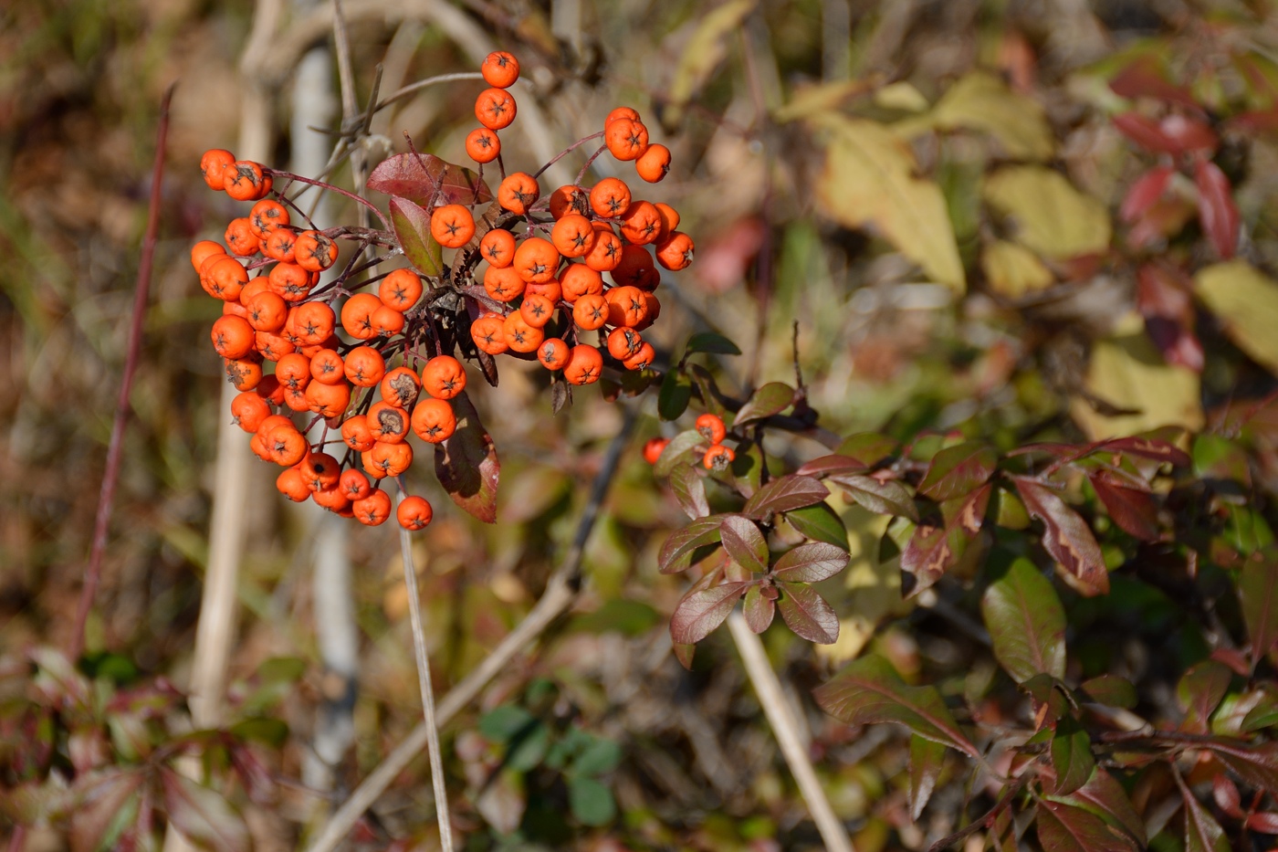 Image of Pyracantha coccinea specimen.