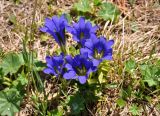 Gentiana grandiflora. Цветки. Алтай, Онгудайский р-н, Семинский перевал, ≈ 1700 м н.у.м., опушка хвойного леса. 10.06.2019.