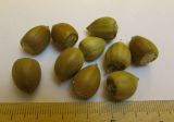 Chrysolepis chrysophylla