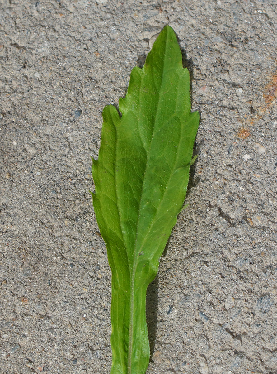 Image of Erigeron annuus specimen.