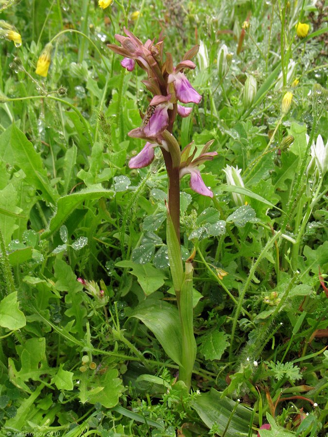 Изображение особи Anacamptis collina ssp. fedtschenkoi.