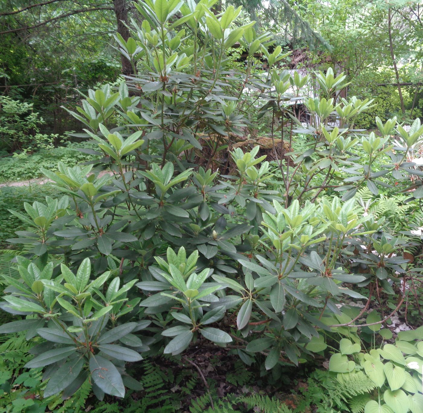 Image of Rhododendron macrophyllum specimen.