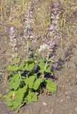 Salvia sclarea