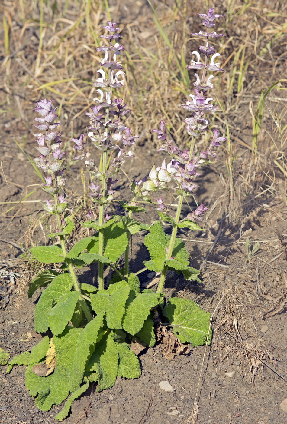 Изображение особи Salvia sclarea.