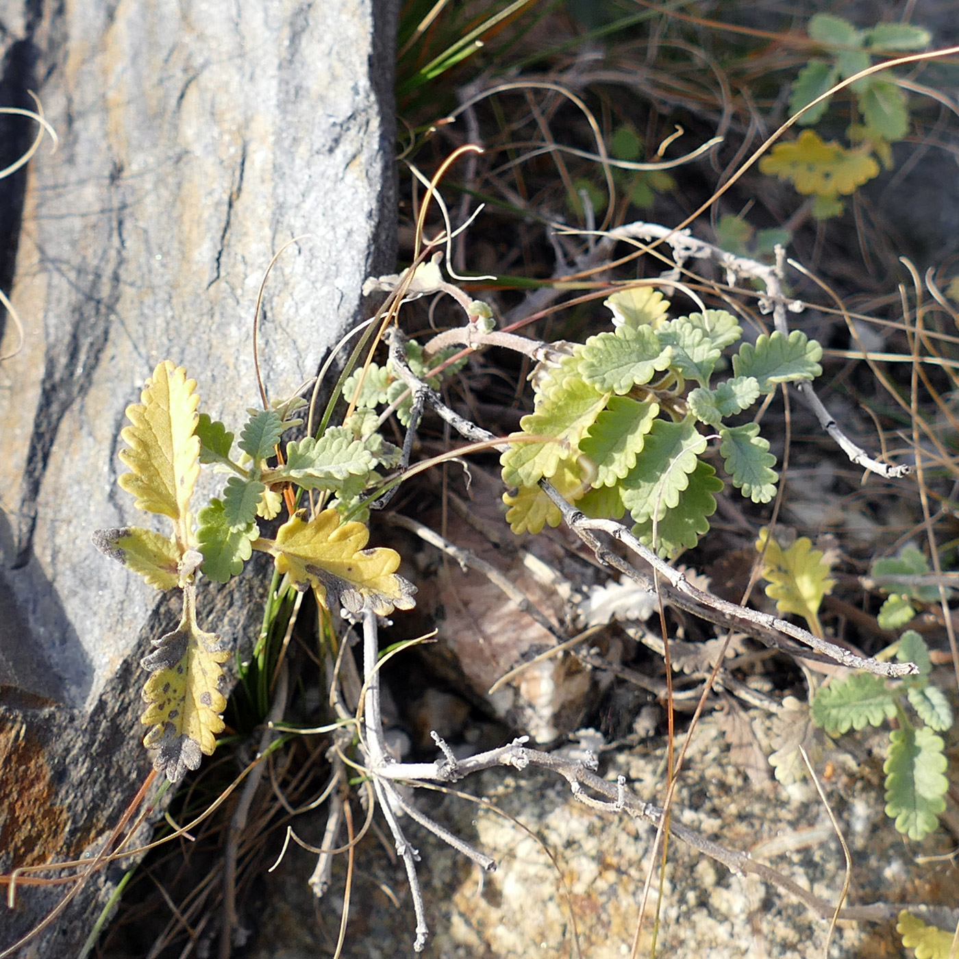 Изображение особи Scutellaria orientalis.